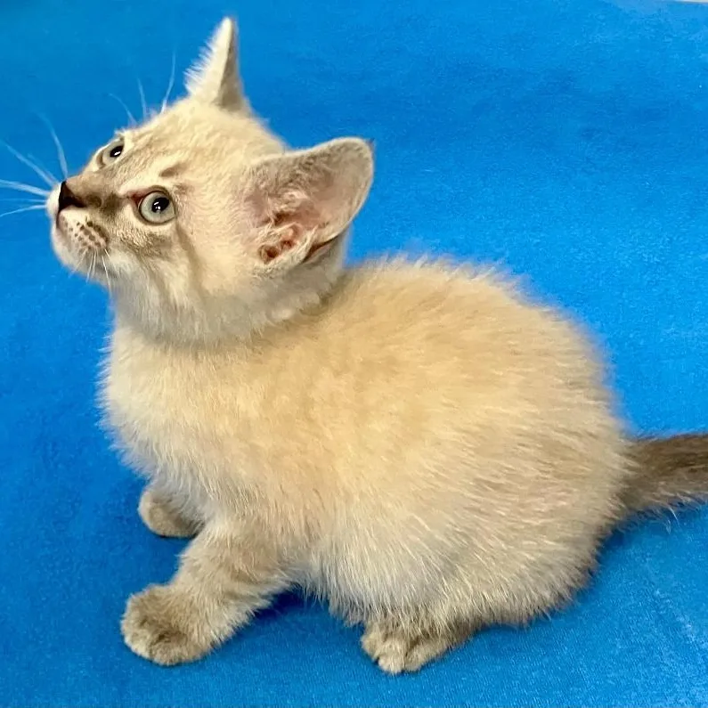 A baby medium-sized male Seal Point Siamese cat named Murray for adoption in Gastonia, NC