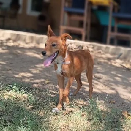A young small-sized female White / Cream Miniature Pinscher dog named Veronica for adoption in Houston, TX
