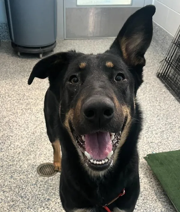 A young large-sized female German Shepherd Dog dog named Macy for adoption in Golden, CO