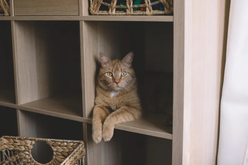 Dude And Tigger thumbnail 2