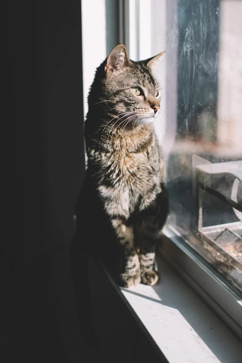 Dude And Tigger thumbnail 3