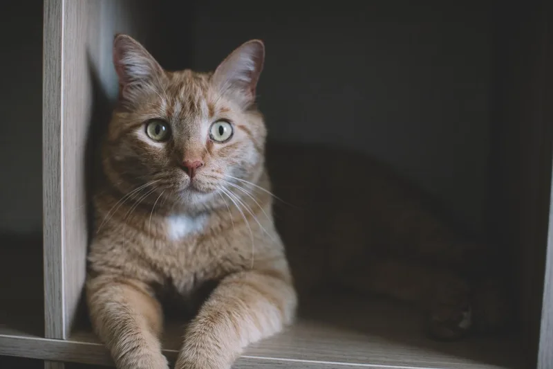 Dude And Tigger thumbnail 4