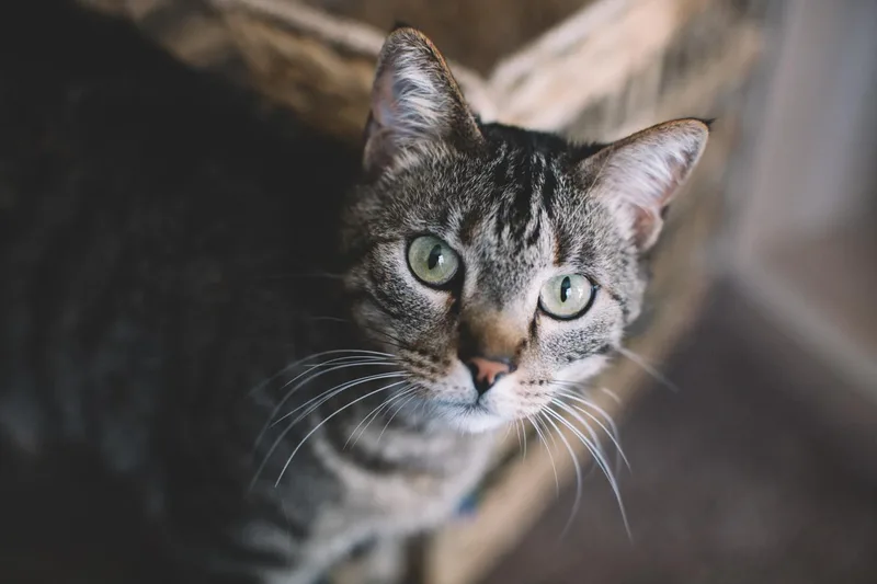 Dude And Tigger thumbnail 5