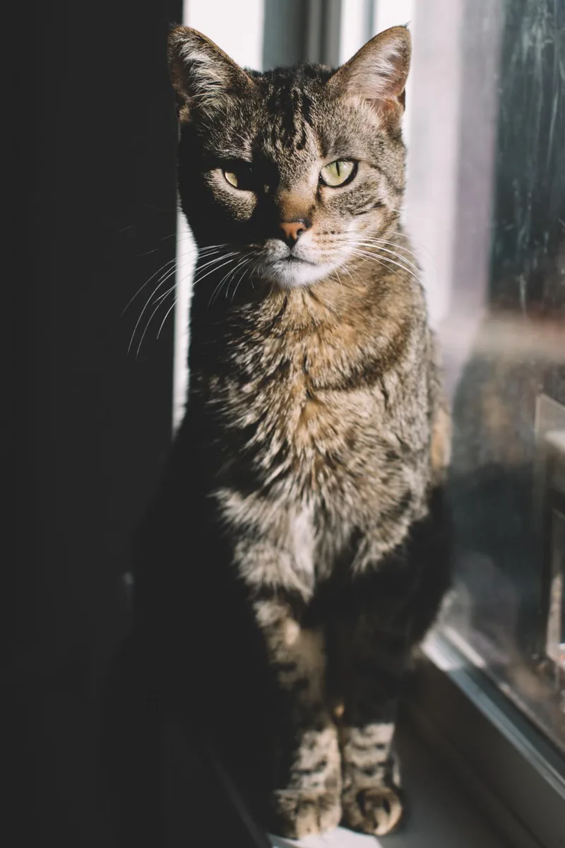 Dude And Tigger thumbnail 6