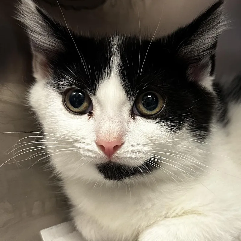 A baby small-sized female White Domestic Short Hair cat named Clementine for adoption in Chicago, IL