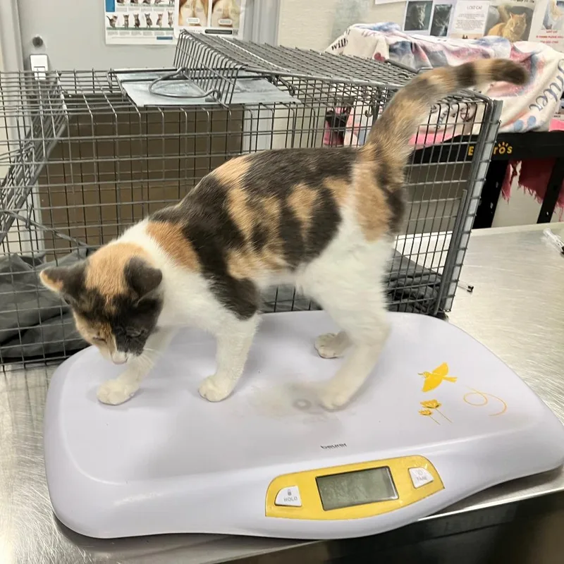 A young small-sized female Domestic Short Hair cat named Jackie for adoption in Las Cruces, NM