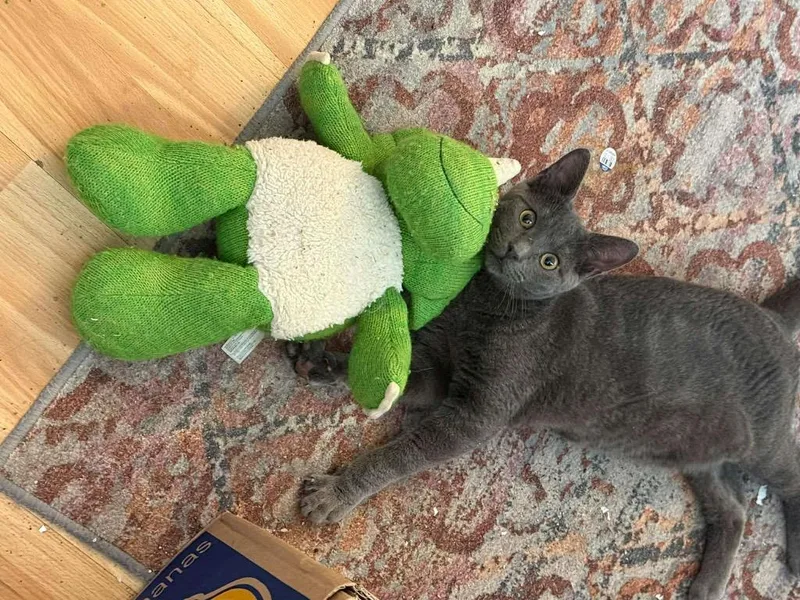 A baby small-sized male Domestic Short Hair cat named Potato Salad for adoption in Gorham, ME