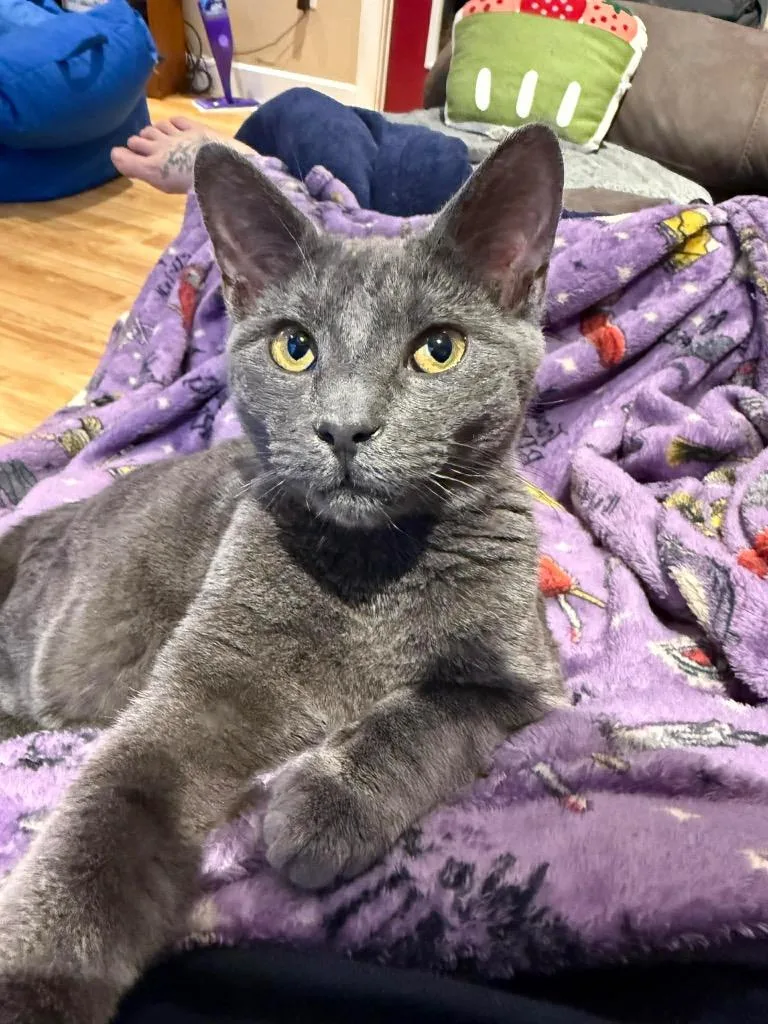 Potato Salad thumbnail 2