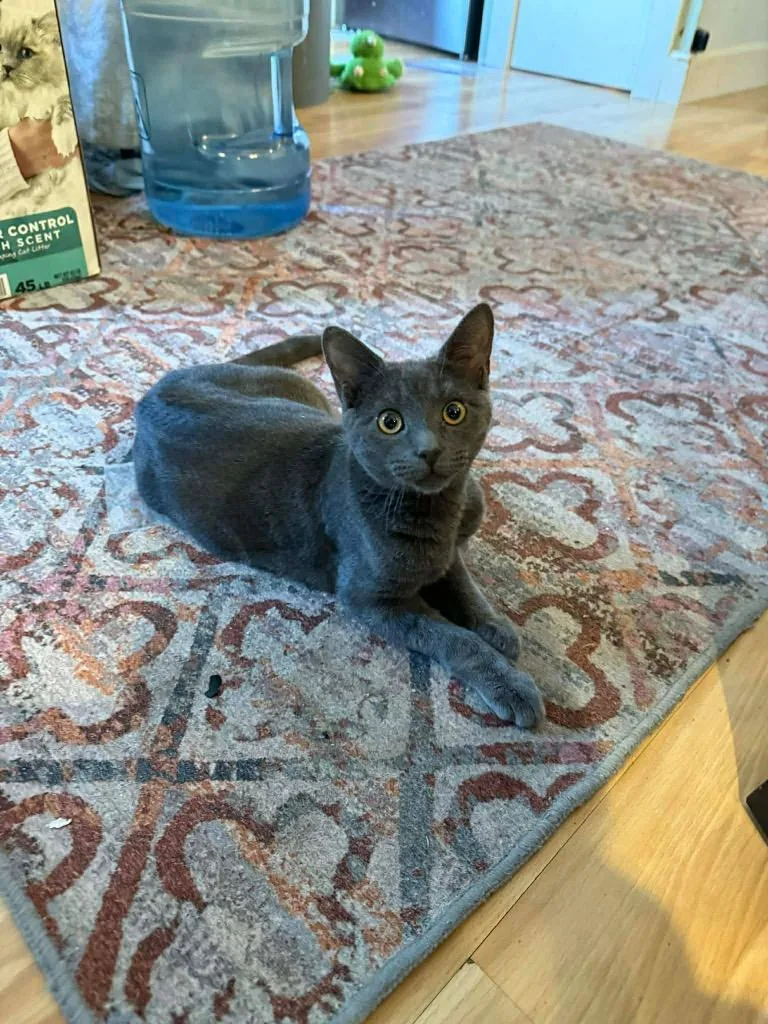 Potato Salad thumbnail 3