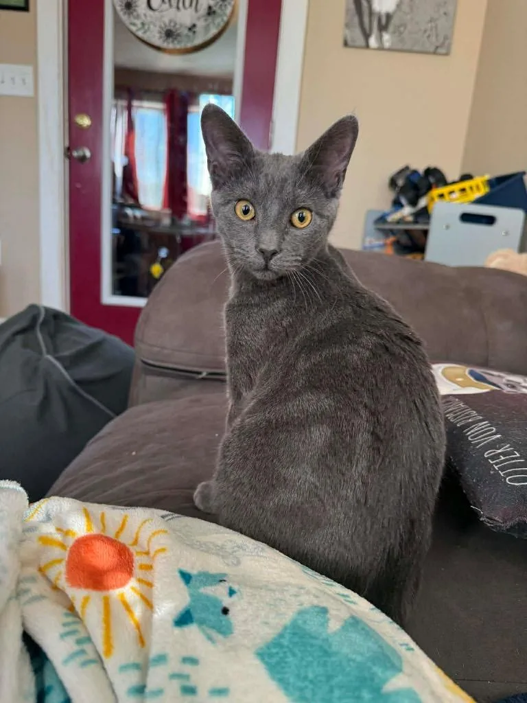 Potato Salad thumbnail 4