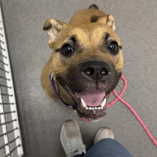 A young medium-sized female Boxer dog named Lady Bug for adoption in Des Moines, IA