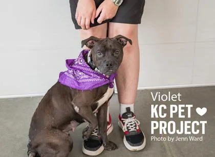 An adult medium-sized female Black Pit Bull Terrier dog named Violet for adoption in Kansas City, MO