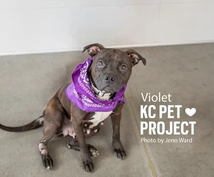 Violet thumbnail 3