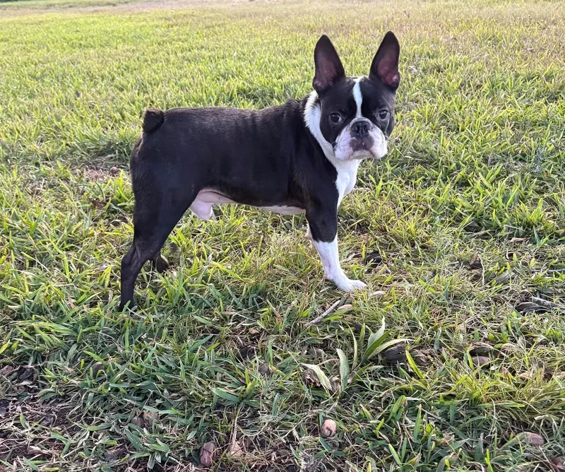 A young small-sized male Boston Terrier dog named Jojo for adoption in Plano, TX