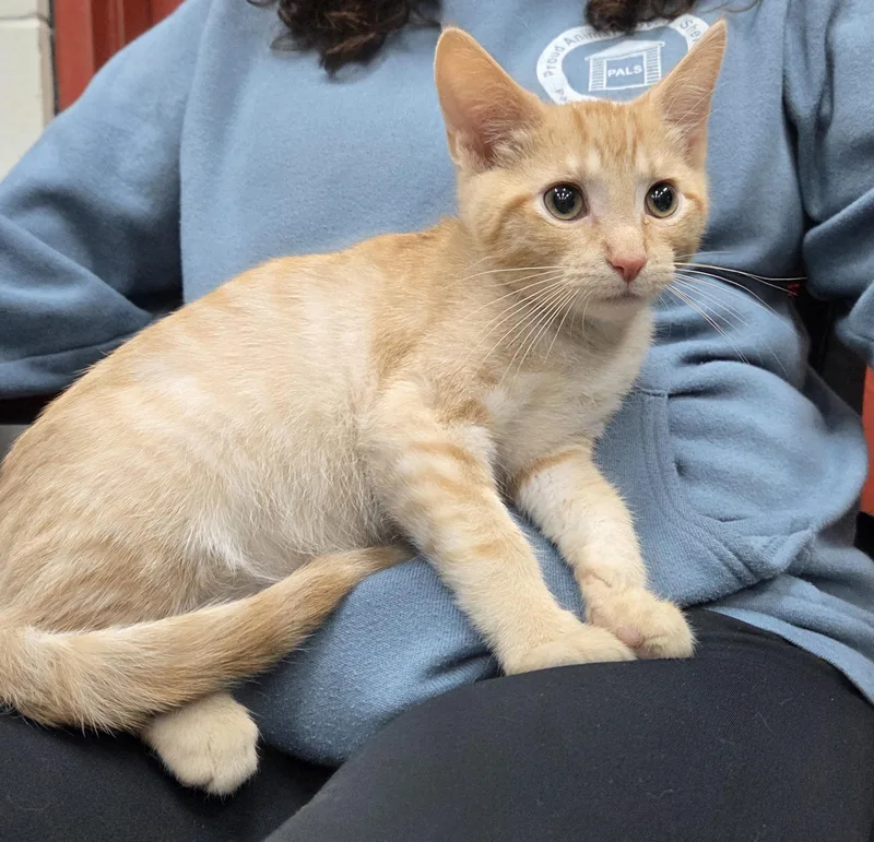 A young medium-sized male Tabby (Orange / Red) Domestic Short Hair cat named Tang for adoption in Parsons, KS