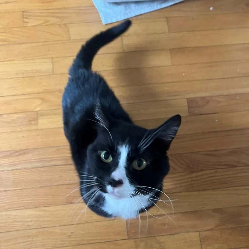An adult large-sized male Black Domestic Short Hair cat named Moon for adoption in Manchester, CT