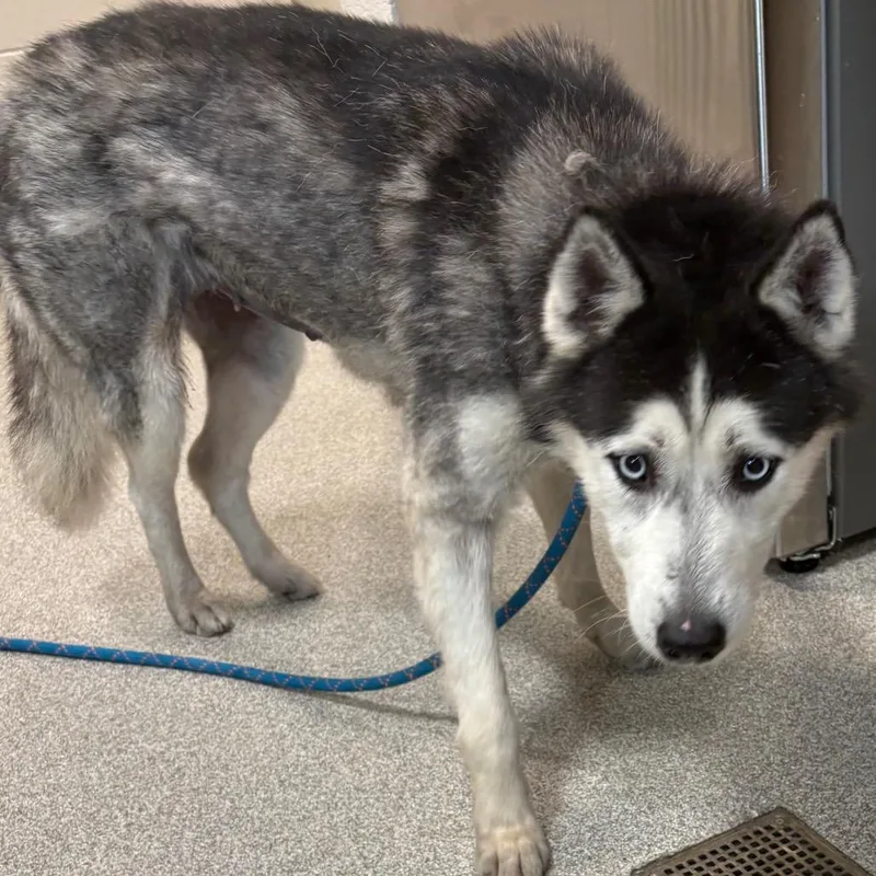 An adult medium-sized female Gray / Blue / Silver Husky dog named Zaiah for adoption in Englewood, FL