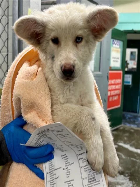 A baby small-sized male Siberian Husky dog named Jasper for adoption in Woodland, CA