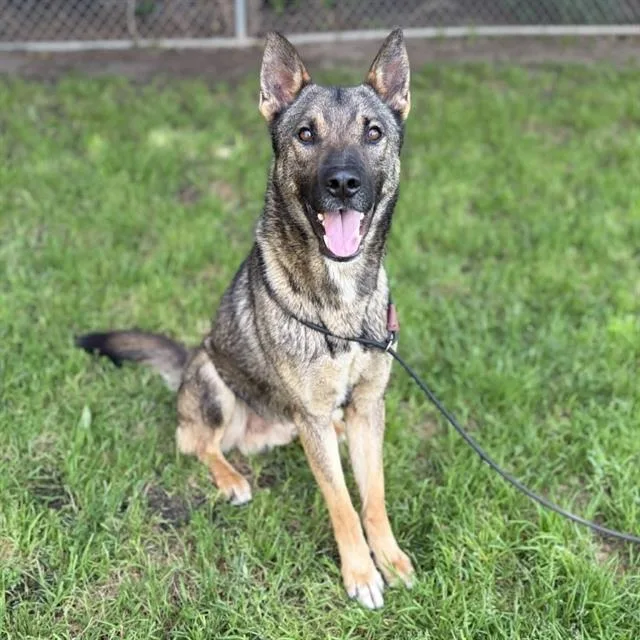 A young large-sized male German Shepherd Dog dog named A for adoption in Modesto, CA