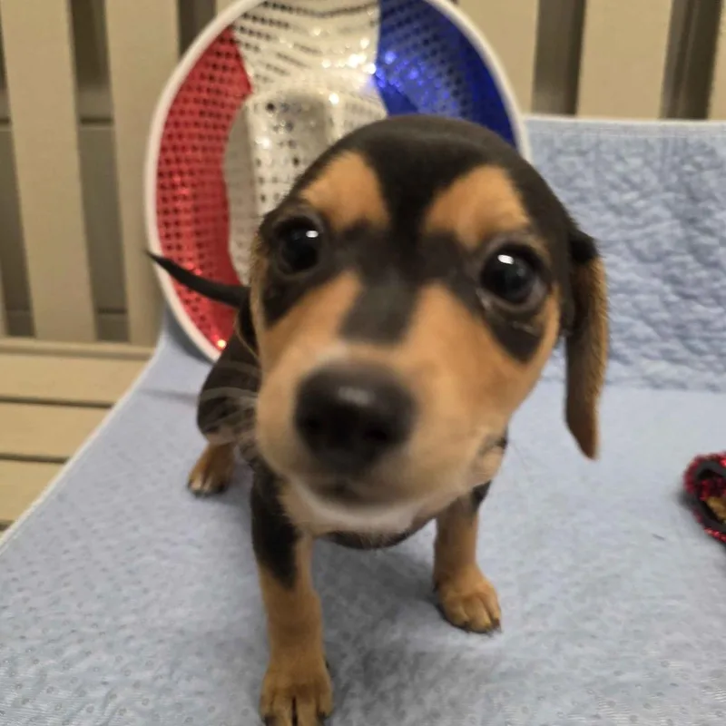 A baby small-sized male Black Terrier dog named Ferb for adoption in Beaumont, TX