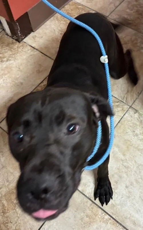 An adult large-sized male Black Mixed Breed dog named Desmond for adoption in Cincinnati, OH