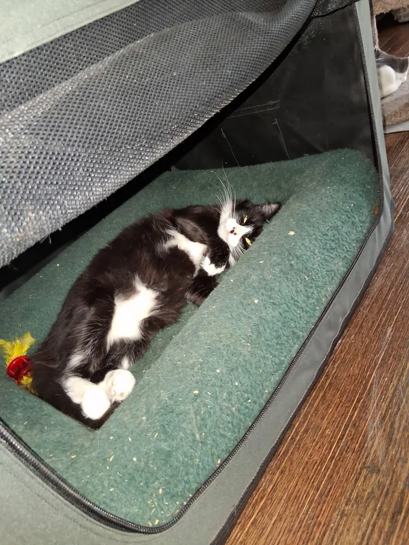 An adult medium-sized female Domestic Medium Hair cat named Gigi for adoption in Glastonbury, CT