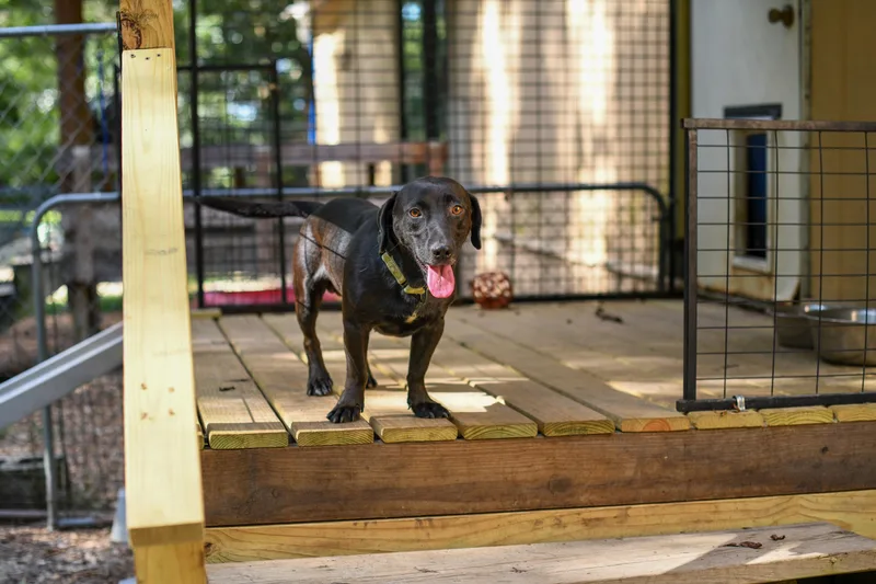 A young medium-sized male Labrador Retriever dog named Billy Bob for adoption in BONIFAY, FL