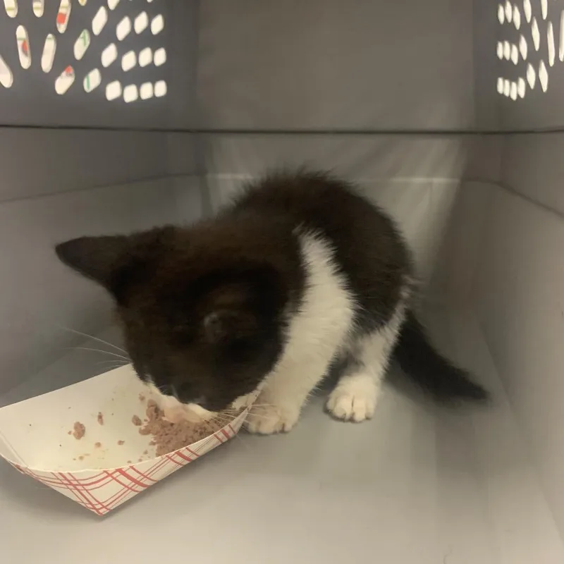 A baby small-sized female Black Domestic Short Hair cat named Veruca for adoption in West Palm Beach, FL