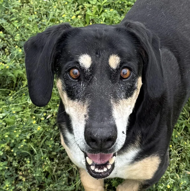 A senior medium-sized female Basset Hound dog named Pippa for adoption in Brenham, TX