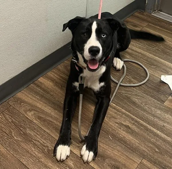 A young large-sized male Labrador Retriever dog named Julio for adoption in San Diego, CA