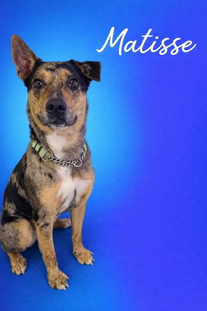 Matisse