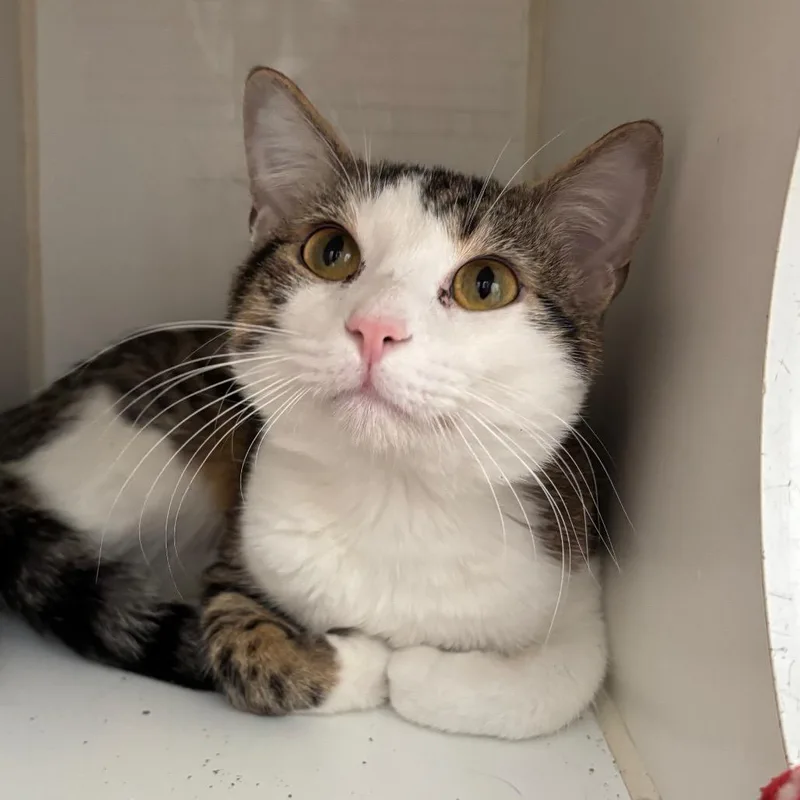 A young medium-sized male Brown / Chocolate Domestic Short Hair cat named Casper for adoption in Naperville, IL