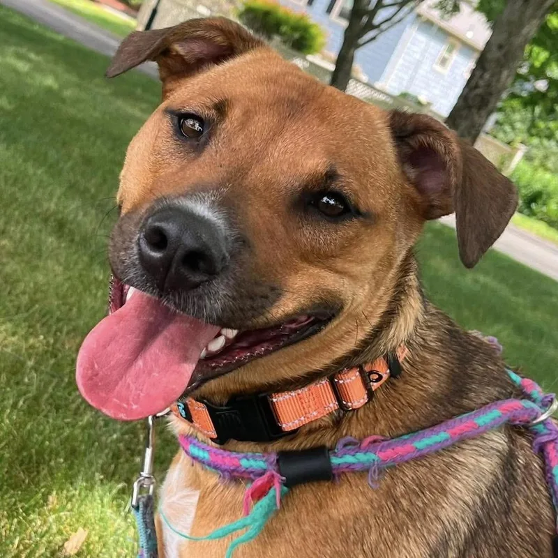 A young medium-sized female Mixed Breed dog named Patches for adoption in Groveland, MA