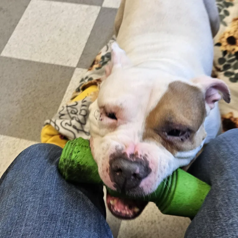 An adult medium-sized female White / Cream American Bulldog dog named Montana for adoption in Benton Harbor, MI