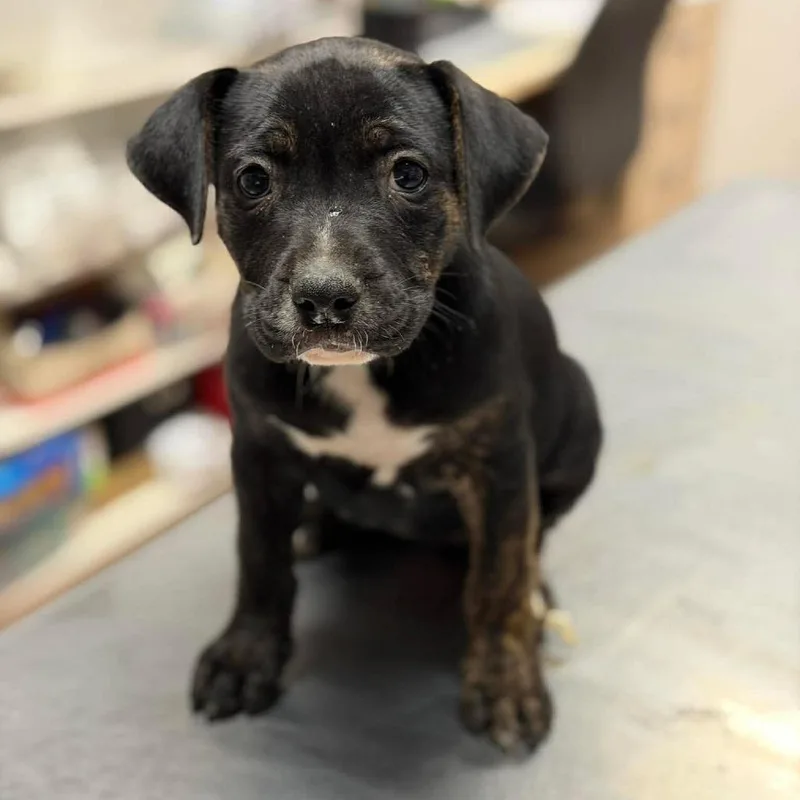 A baby small-sized female Black Mixed Breed dog named Sandstone for adoption in Buffalo, MN