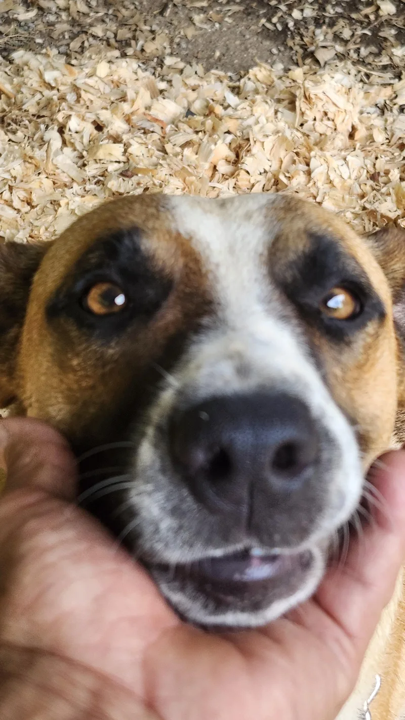A young medium-sized male Tricolor (Brown, Black, & White) Mixed Breed dog named Snickers for adoption in Marion, NC