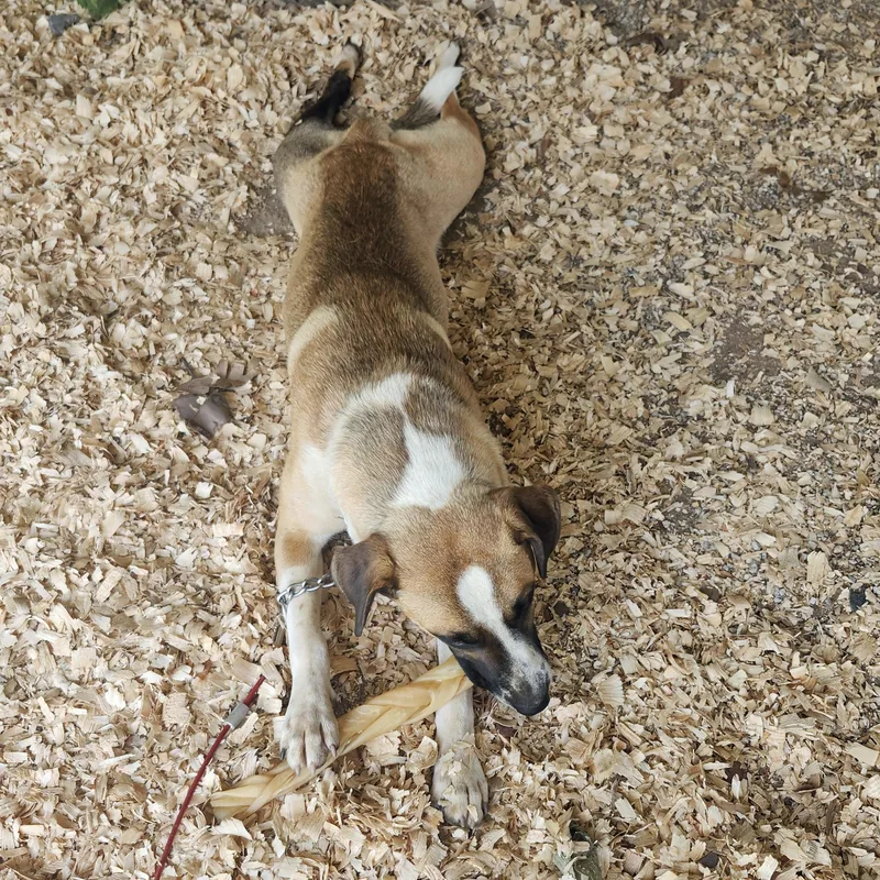 Snickers thumbnail 3