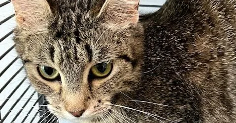 An adult medium-sized female Tabby (Brown / Chocolate) Domestic Short Hair cat named Pepermint for adoption in Anoka, MN