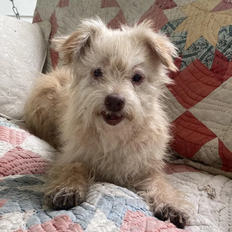 A senior small-sized female White / Cream Mixed Breed dog named Gringa for adoption in Kerrville, TX
