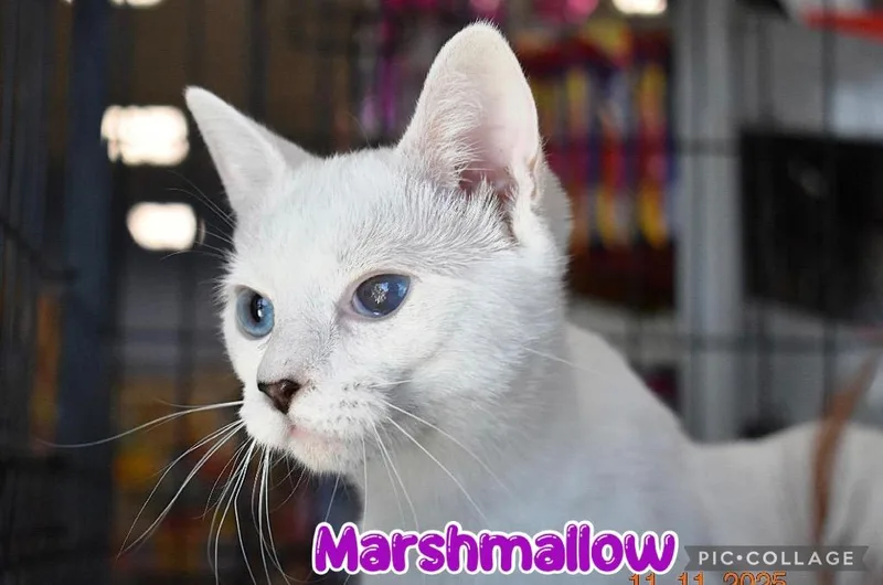 Marshmallow