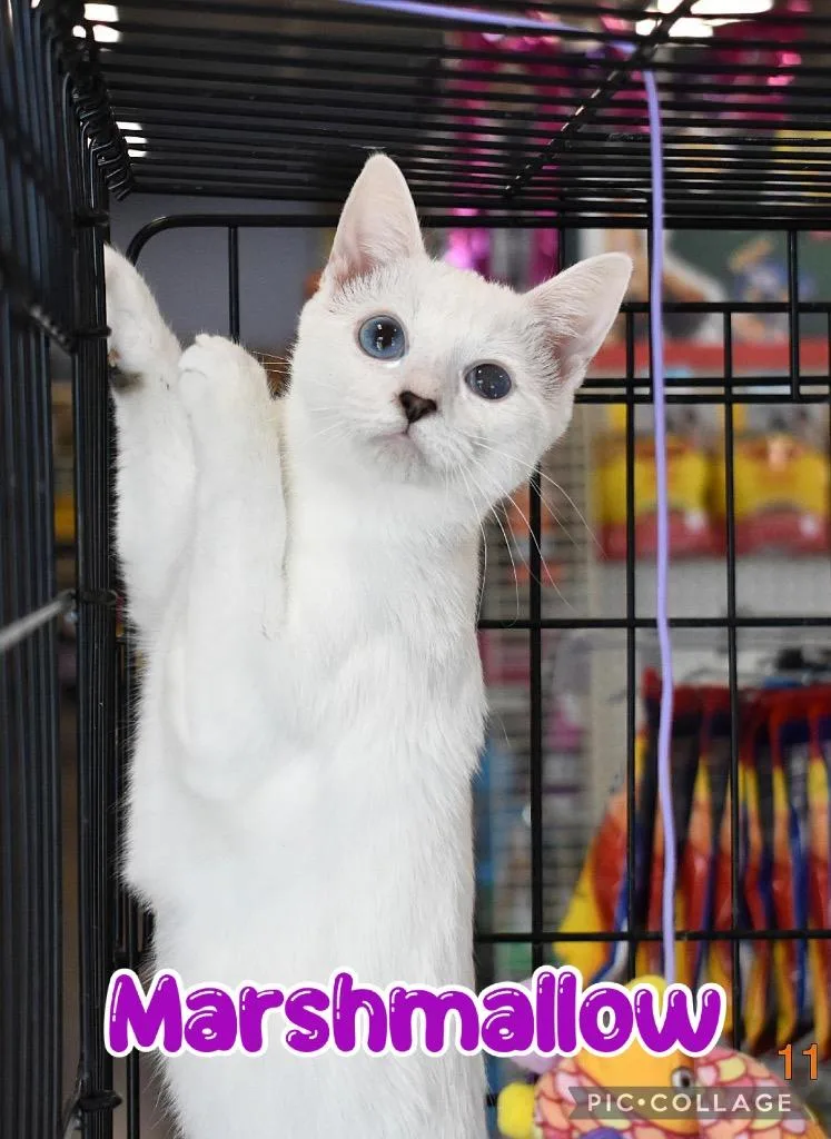 Marshmallow thumbnail 6