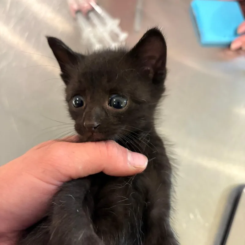 A baby small-sized male Black Domestic Short Hair cat named Cucumber for adoption in West Des Moines, IA