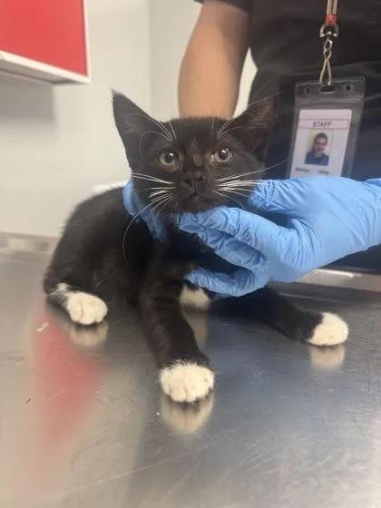 A young small-sized male Domestic Short Hair cat named B Beckham for adoption in North Charleston, SC