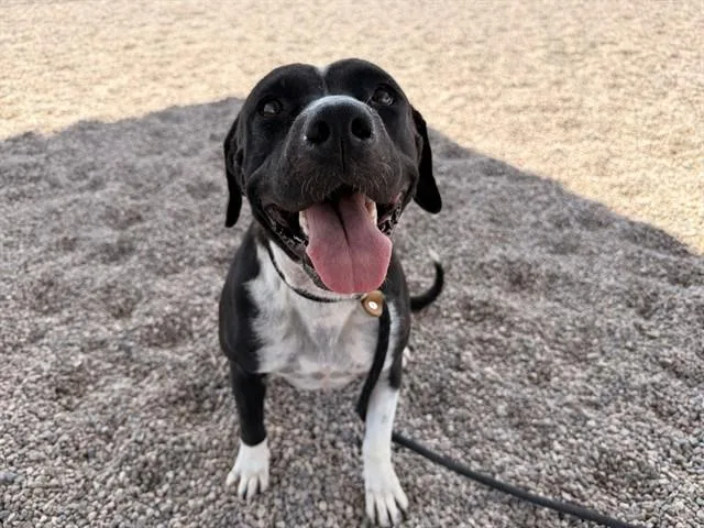 A young large-sized female Pit Bull Terrier dog named Sunny for adoption in Mesa, AZ