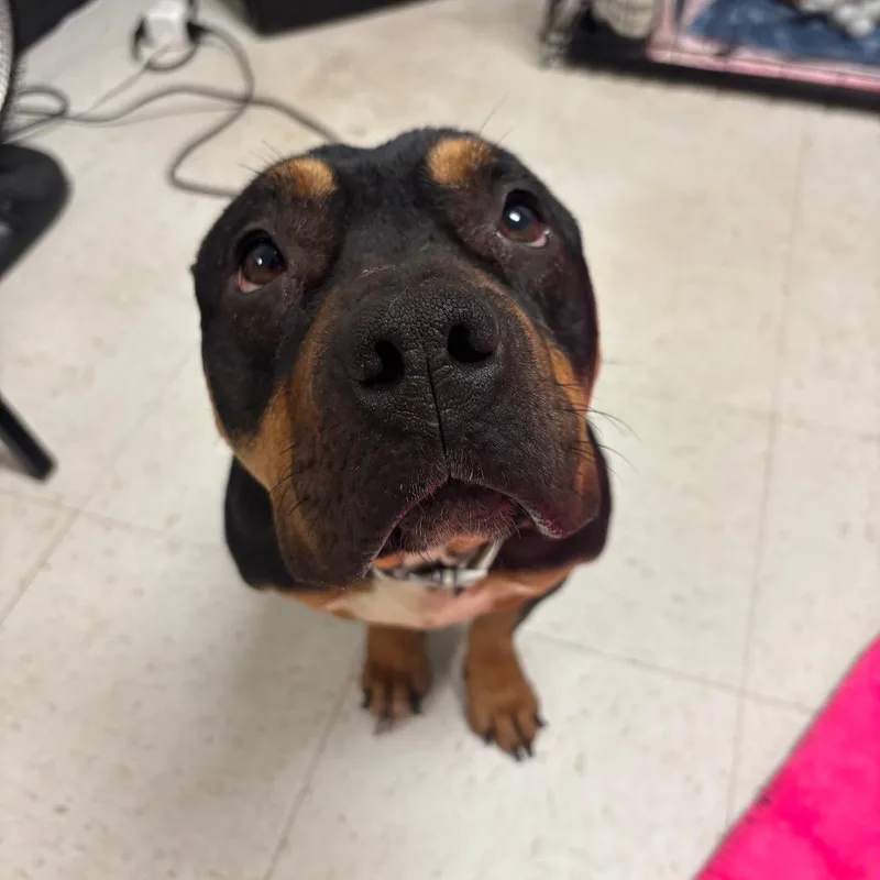 An adult medium-sized female Black Mixed Breed dog named Diva for adoption in Philadelphia, PA