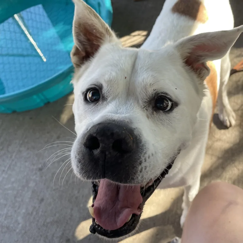 An adult medium-sized male Boxer dog named Hoss for adoption in House Springs, MO
