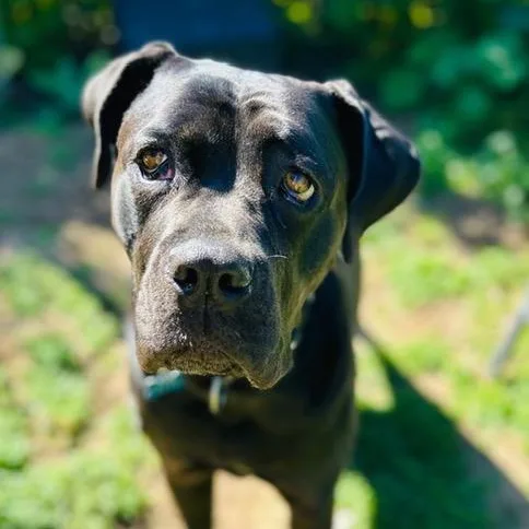 A young extra large-sized female Black Mastiff dog named Cove for adoption