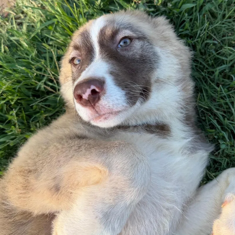 A baby small-sized female Brown / Chocolate Husky dog named Wiley for adoption in Stillwater, OK
