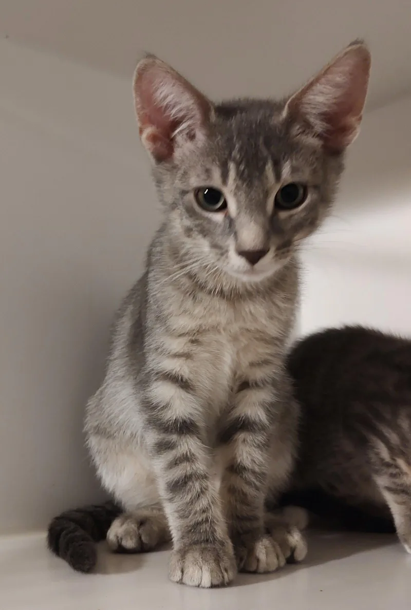 A young medium-sized male Domestic Short Hair cat named Gravel for adoption in Phoenix, AZ