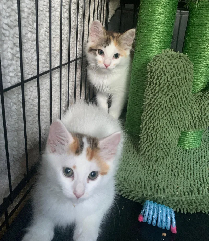 A baby small-sized female Calico cat named Suggy & Goomba for adoption in Walnut Creek, CA